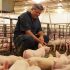 Se caută urgent personal pentru fermă animale din Germania. Salariul pleacă de la 12 Euro/ Oră.