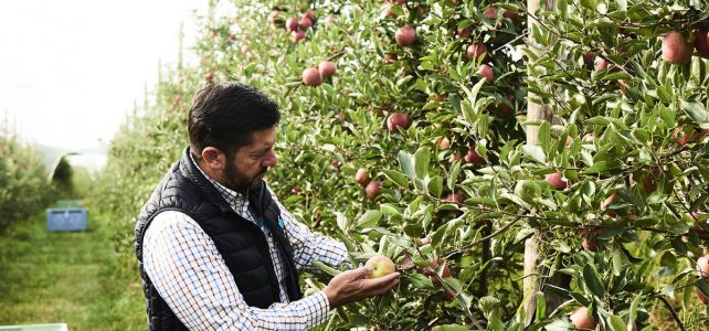 Se caută persoane pentru cules mere, pere și prune în Spania. Salariu între 1700-2000 Euro/ lună.